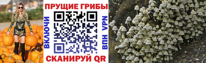 Галлюциногенные грибы Psilocybe  Темников 